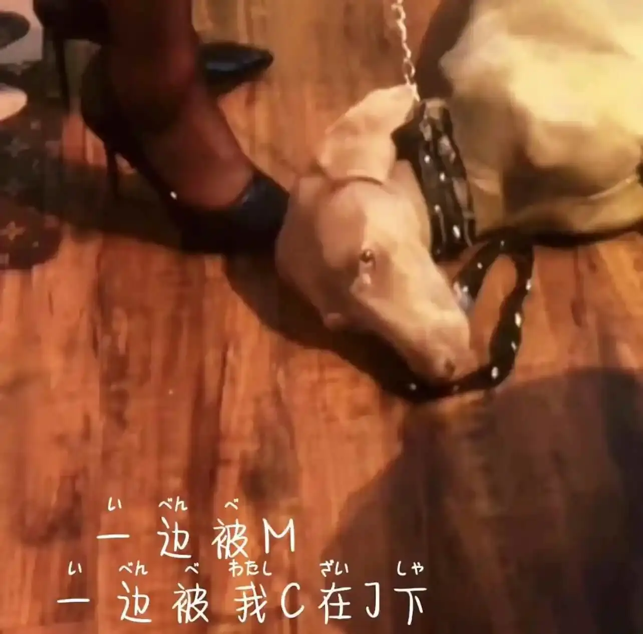 西檬之家-k8是什么？字母圈宠物扮演的新人指南